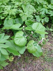 Vitis berlandieri