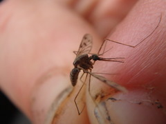 Anopheles