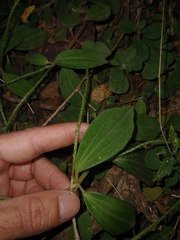 Peperomia increscens