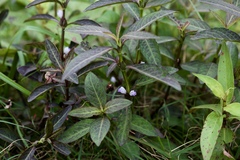 Hygrophila