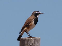 Oenanthe pileata pileata