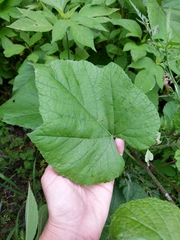 Vitis berlandieri