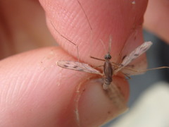Anopheles
