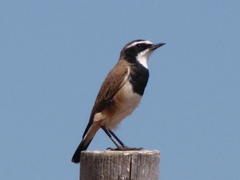 Oenanthe pileata pileata