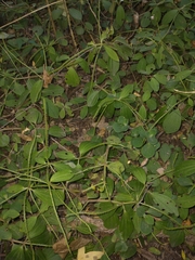 Peperomia increscens