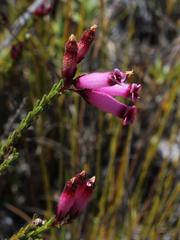 Erica cristata