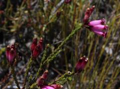 Erica cristata
