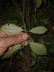 Peperomia increscens