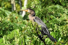 Nannopterum brasilianum