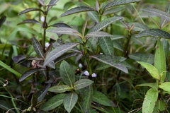 Hygrophila
