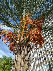 Phoenix dactylifera