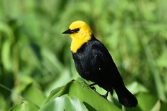 Chrysomus icterocephalus