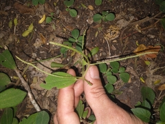 Peperomia increscens