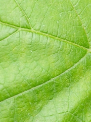 Vitis berlandieri