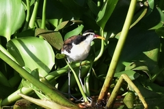 Jacana jacana