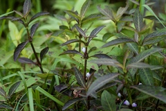 Hygrophila