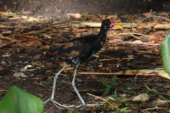Jacana jacana
