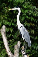 Ardea cocoi
