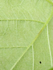 Vitis berlandieri