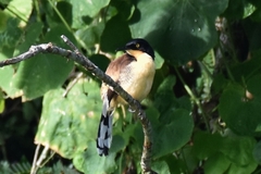 Donacobius atricapilla