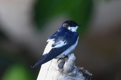 Tachycineta albiventer