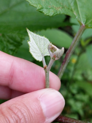 Image of Vitis berlandieri by (c) Alison Northup, some rights reserved (CC BY)