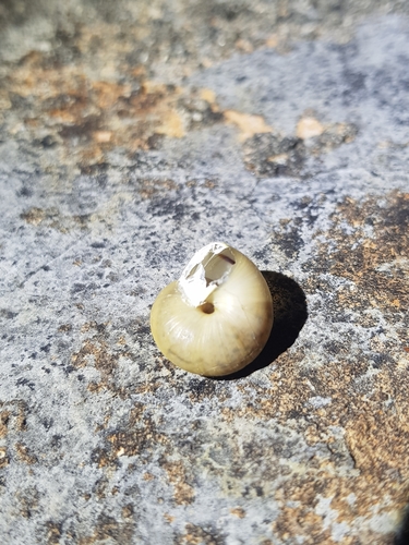 Portugala inchoata