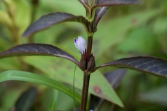 Hygrophila