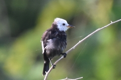 Arundinicola leucocephala