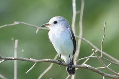 Arundinicola leucocephala