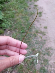 Vitis berlandieri