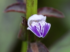 Hygrophila
