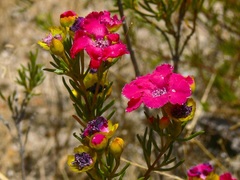 Pileanthus filifolius