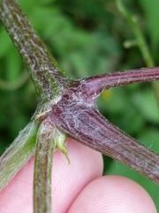 Vitis berlandieri