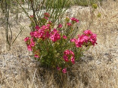 Pileanthus filifolius