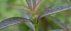 Hygrophila