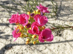Pileanthus filifolius