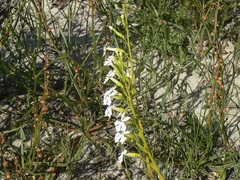 Isotoma hypocrateriformis