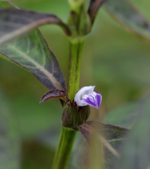 Hygrophila