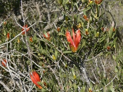 Lambertia multiflora