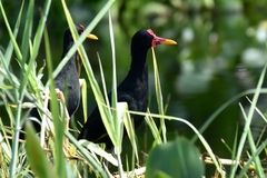 Jacana jacana