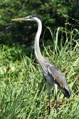 Ardea cocoi