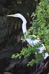 Ardea alba