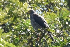 Rupornis magnirostris