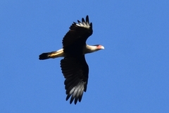 Caracara plancus