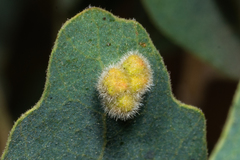 Aceria trichophila