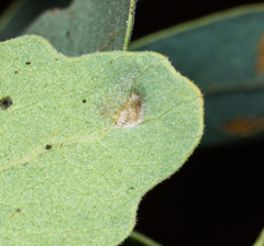 Aceria trichophila