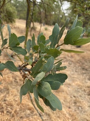 Aceria trichophila