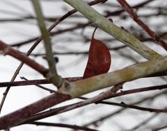 Adenolobus garipensis