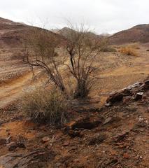 Adenolobus garipensis